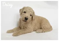 Daisy, a female Labradoodle for sale in Mission, TX – 5 of 5