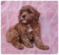 Poppy, a female Cavapoo for sale in Mission, TX – Photo 7 of 9