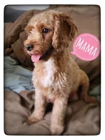 Poppy, a female Cavapoo for sale in Mission, TX – Photo 9 of 9