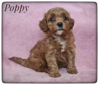 Poppy, a female Cavapoo for sale in Mission, TX – Photo 5 of 9