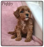 Poppy, a female Cavapoo for sale in Mission, TX – Photo 4 of 9