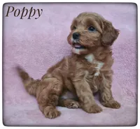 Poppy, a female Cavapoo for sale in Mission, TX – Photo 2 of 9