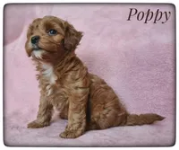Poppy, a female Cavapoo for sale in Mission, TX – Photo 3 of 9