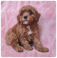 Poppy, a female Cavapoo for sale in Mission, TX – Photo 1 of 9