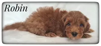 Robin, a male Cavapoo for sale in Mission, TX – Photo 4 of 7