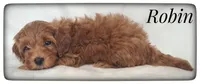 Robin, a male Cavapoo for sale in Mission, TX – Photo 3 of 7