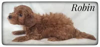 Robin, a male Cavapoo for sale in Mission, TX – Photo 5 of 7
