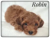Robin, a male Cavapoo for sale in Mission, TX – Photo 2 of 7