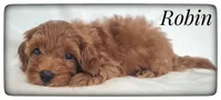 Robin, a male Cavapoo for sale in Mission, TX – Photo 1 of 7