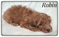 Robin, a male Cavapoo for sale in Mission, TX – Photo 7 of 7