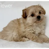 Sunflower, a female Pomapoo for sale in Mission, TX – 4 of 5