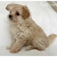 Sunflower, a female Pomapoo for sale in Mission, TX – 5 of 5