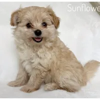 Sunflower, a female Pomapoo for sale in Mission, TX – 1 of 5