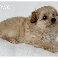Sunflower, a female Pomapoo for sale in Mission, TX – 2 of 5