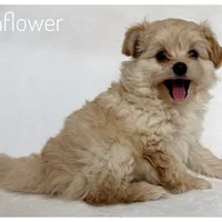 Sunflower, a female Pomapoo for sale in Mission, TX – 3 of 5
