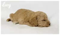 Lucy, a female Labradoodle for sale in Mission, TX – 5 of 5