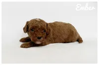 Ember, a male Cavapoo for sale in Mission, TX – 3 of 5
