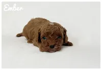 Ember, a male Cavapoo for sale in Mission, TX – 4 of 5