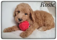 Rosie, a female Labradoodle for sale in Mission, TX – Photo 3 of 6