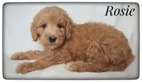 Rosie, a female Labradoodle for sale in Mission, TX – Photo 2 of 6