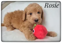 Rosie, a female Labradoodle for sale in Mission, TX – Photo 6 of 6