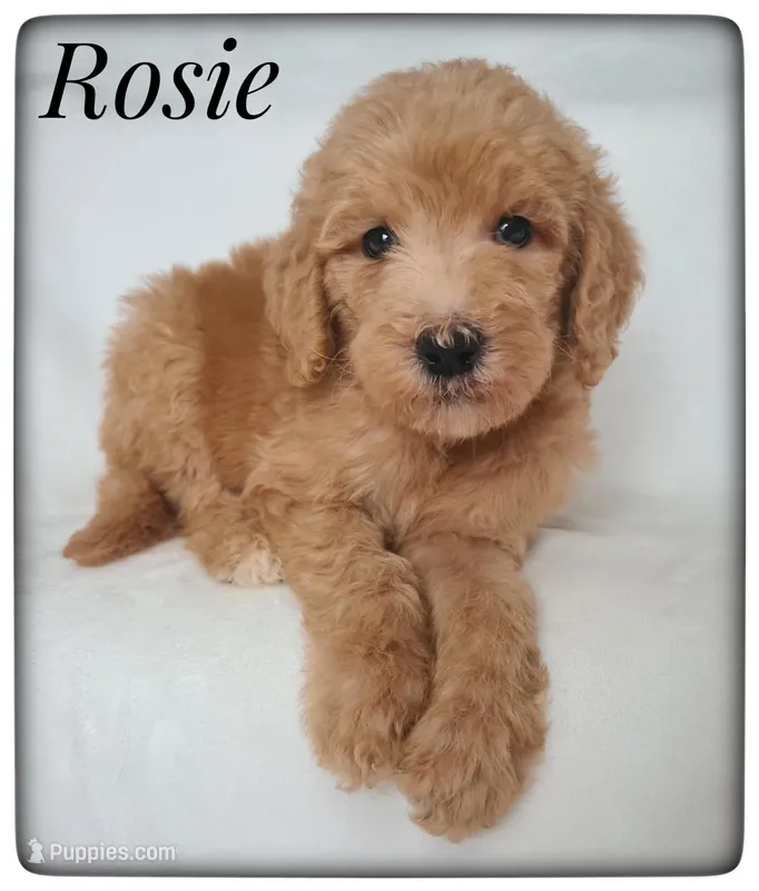 Rosie
