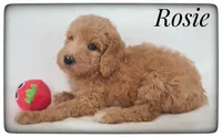 Rosie, a female Labradoodle for sale in Mission, TX – Photo 4 of 6