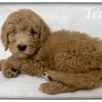 Teddy, a male Labradoodle for sale in Mission, TX – 2 of 5