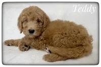 Teddy, a male Labradoodle for sale in Mission, TX – Photo 2 of 5