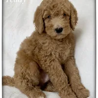 Teddy, a male Labradoodle for sale in Mission, TX – 5 of 5