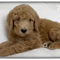 Teddy, a male Labradoodle for sale in Mission, TX – 3 of 5