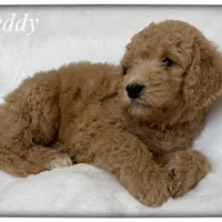 Teddy, a male Labradoodle for sale in Mission, TX – 4 of 5