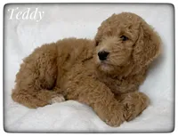 Teddy, a male Labradoodle for sale in Mission, TX – Photo 4 of 5