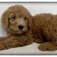 Teddy, a male Labradoodle for sale in Mission, TX – 1 of 5