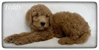Teddy, a male Labradoodle for sale in Mission, TX – Photo 1 of 5