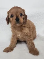 Mars, a male Cavapoo for sale in Mission, TX – 3 of 6