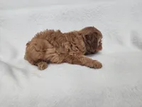 Mars, a male Cavapoo for sale in Mission, TX – 6 of 6