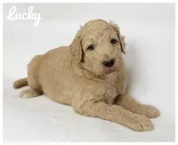 Lucky, a male Labradoodle for sale in Mission, TX – 1 of 5