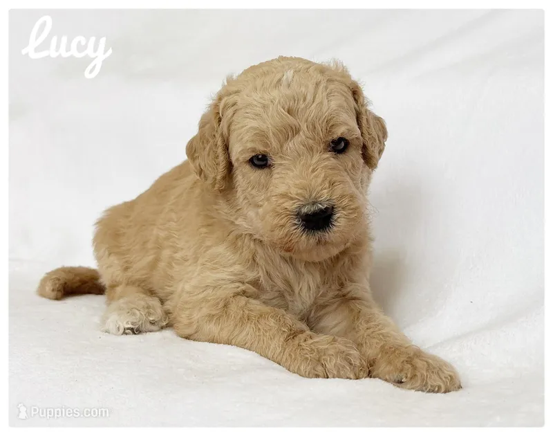 Lucy – Labradoodle puppy for sale in Mission, TX