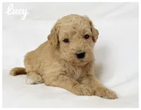 Lucy, a female Labradoodle for sale in Mission, TX – 1 of 5
