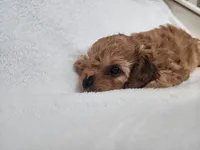 Mars, a male Cavapoo for sale in Mission, TX – 4 of 6