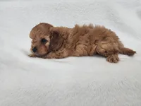 Mars, a male Cavapoo for sale in Mission, TX – 2 of 6