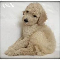 Apollo, a male Labradoodle for sale in Mission, TX – 5 of 5