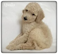 Apollo, a male Labradoodle for sale in Mission, TX – Photo 5 of 5