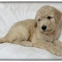 Apollo, a male Labradoodle for sale in Mission, TX – 4 of 5