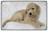Apollo, a male Labradoodle for sale in Mission, TX – Photo 4 of 5