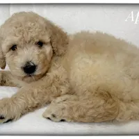 Apollo, a male Labradoodle for sale in Mission, TX – 2 of 5
