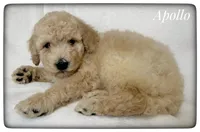 Apollo, a male Labradoodle for sale in Mission, TX – Photo 2 of 5