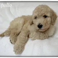 Apollo, a male Labradoodle for sale in Mission, TX – 3 of 5