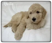 Apollo, a male Labradoodle for sale in Mission, TX – Photo 3 of 5